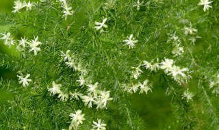 文竹開花嗎 文竹開花嗎多少年開一次花