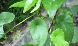 双子叶植物的主要特征（双子叶植物的主要特征有）