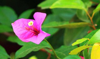 光叶子花怎么繁殖（光叶子花怎么扦插）