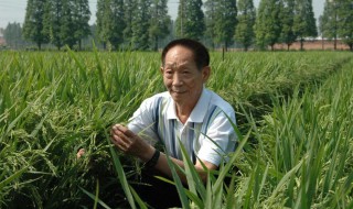 袁隆平作文素材200字左右摘抄（袁隆平作文素材积累300字左右）