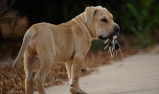 比特幼犬怎么挑選 比特幼犬怎么挑選好的