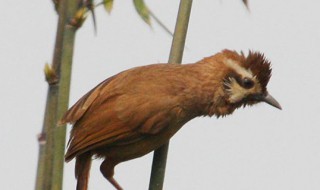 春暖鳥怎么挑選 如何挑選春暖鳥