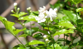 茉莉花如何晒太阳 茉莉花如何晒太阳养护