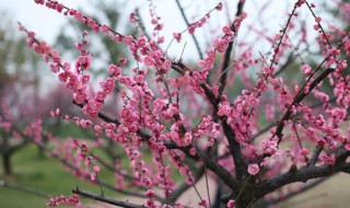 梅花的习性（梅花生长特征）