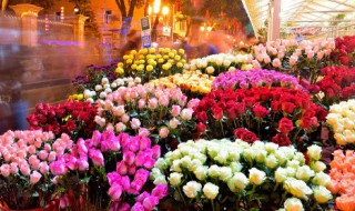 中国十大名花是哪些 中国十大名花是哪些花
