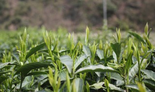 黄金茶属于什么茶（天目山黄金茶属于什么茶）