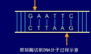 黏性末端是指哪一部分（什么是黏性末端,什么是平末端）