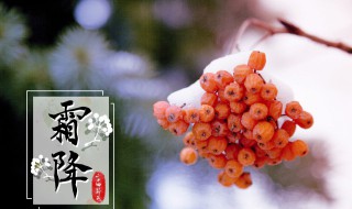 霜降節(jié)氣吃什么好（降霜節(jié)氣吃什么食物）