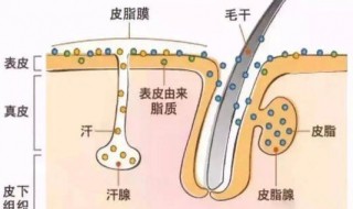 身上皮肤油腻怎么洗 身上皮肤油腻怎么办