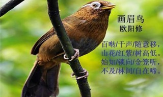 畫眉鳥聽叫聲就知道能不能打嗎（畫眉鳥打前叫聲）