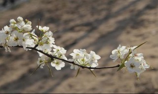 北京梨花几月开（北京梨花几月开放）