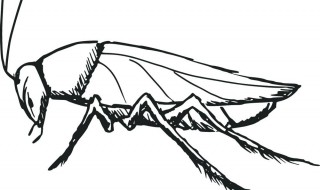去除蟑螂的方法和技巧 去除蟑螂的方法和技巧有哪些