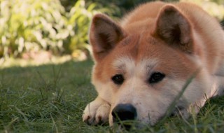 秋田幼犬怎么挑選 秋田幼犬怎么挑選好的