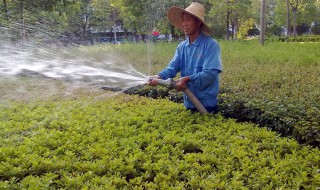 绿化草坪浇水方法（草坪浇水用什么办法最好）