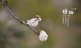 惊蛰节气民间风俗 惊蛰的节气民间传说