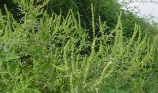 豚草是什么植物（豚草是什么植物图片）