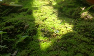 青苔是怎么形成的（水中的青苔是怎么形成的）