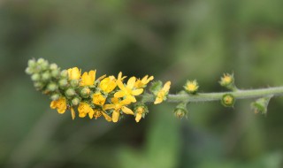 龙芽草的功效与作用（龙芽草的功效与作用及食用方法,分泌失调吃什么比较好）