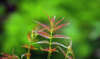 香椿能不能放到冰箱（香椿能不能放到冰箱里保存）