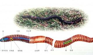 在哪里可以找到蚯蚓 在哪里可以找到蚯蚓粪