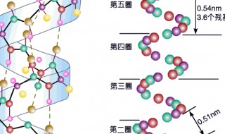 蛋白質(zhì)是由什么組成的（蛋白質(zhì)的化學(xué)組成）