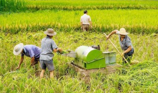 稻谷能保存多少年（稻谷能存放多少年不變質(zhì)）