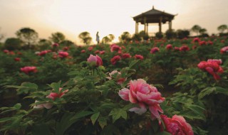 观赏牡丹一亩地种植多少（观赏牡丹一亩地种植多少株）