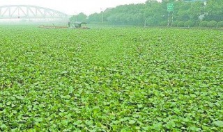 在淡水湖中种植水葫芦环保吗（在淡水湖中种植水葫芦环保吗?）