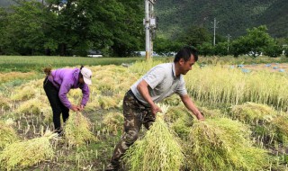 油菜一般幾月收割 油菜一般幾月收割呢