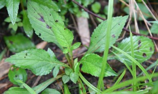 家养败酱草怎么养 败酱草种植技术