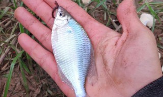 蚯蚓釣大鯽魚絕密技巧（蚯蚓釣大鯽魚絕密技巧圖解）