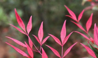 兰竹的种植方法和时间（兰竹的种植方法和时间视频）