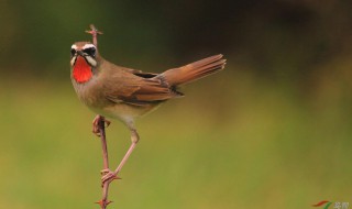 紅頦鳥雛怎么挑選（紅頦鳥公母的鑒別方法）