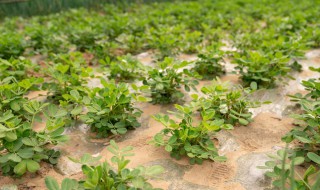 花生刚种下需要浇水吗 花生种完浇水吗