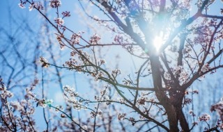 梅花开花是什么季节（梅花开花的季节是什么季节）