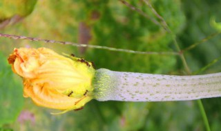 絲瓜花上有螞蟻會(huì)影響結(jié)瓜嗎 絲瓜花上有螞蟻會(huì)影響結(jié)瓜嗎圖片