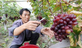 北方葡萄什么时候出土 北方葡萄什么时候出土上架