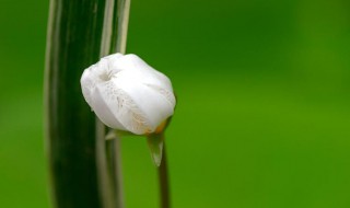 叶莲的养殖方法和注意事项 水培七叶莲的养殖方法和注意事项