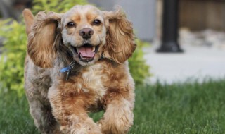 可卡幼犬怎么挑選（可卡犬如何挑選）