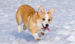 柯基犬怎么挑選呢（柯基犬怎么挑選呢圖片）