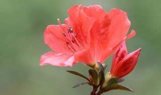 杜鵑開花期間怎樣澆水施肥（杜鵑在開花期如何澆水如何施肥）