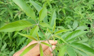 荆条叶饮食禁忌（荆条叶的功效与作用点）