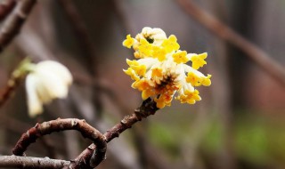 结香花的功效与作用 结香花的禁忌