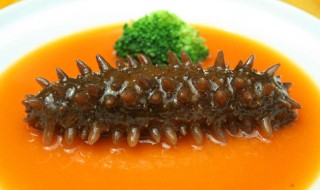 红海海参如何吃 红海参怎么做好吃最好