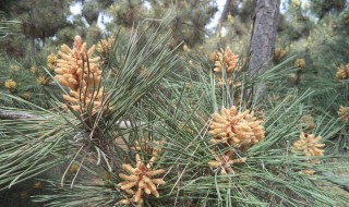 松樹什么時候開花（松樹什么時候開花有花粉）