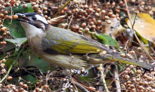 白頭鵯鳥蛋如何孵化? 白頭鵯的鳥蛋長什么樣子圖片