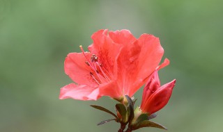 杜鵑花的功效與作用 杜鵑花的功效與作用禁忌