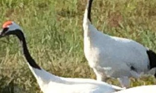 被譽為鳥和水禽的天然樂園是哪里 被譽為鳥和水禽的天然樂園是哪里的