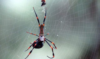 蜘蛛为什么从屁股吐丝 蜘蛛为什么从屁股吐丝到身上