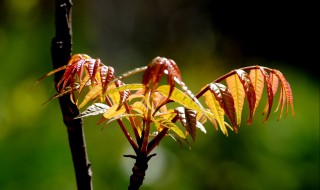 香椿和紅薯能一起吃嗎 香椿和紅薯能一起吃嗎早餐